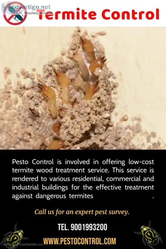 Best Termite Treatment Services in Jaipur
