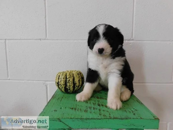 Charlie Male Mini Aussiepoo