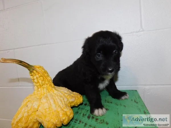 Clara Female Mini Aussiepoo