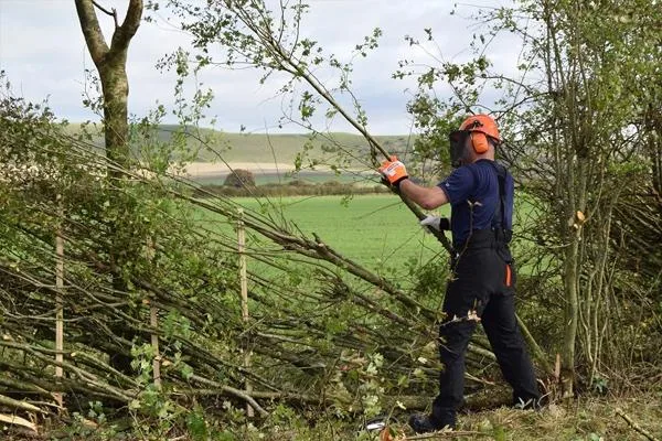 Tree Maintenance Services In Aberdeen