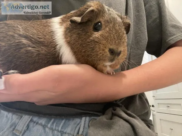 Two Guinea Pigs - free