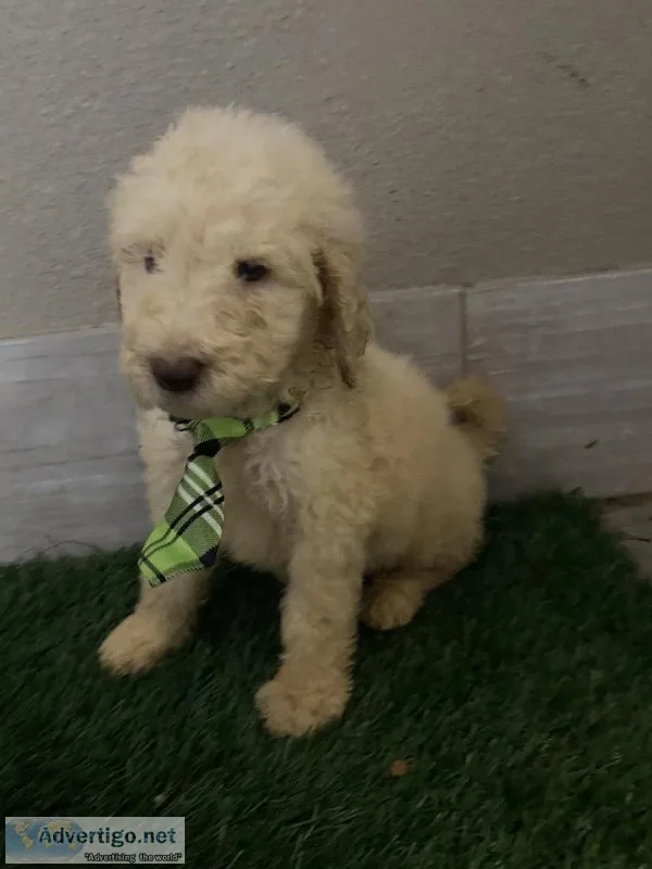 Golden doodle