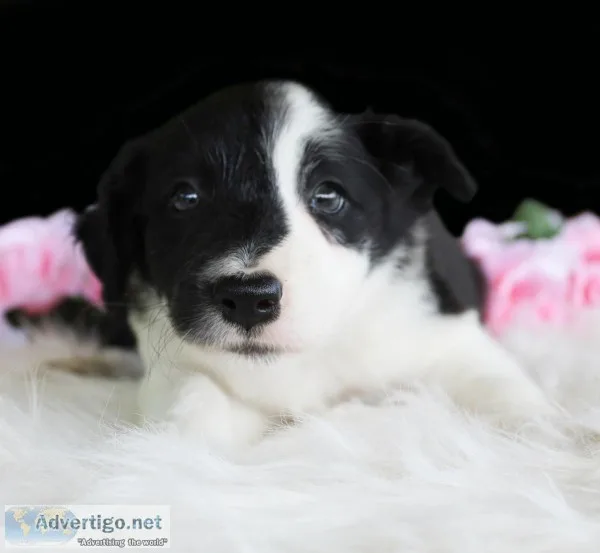 Angel Female Border Collie