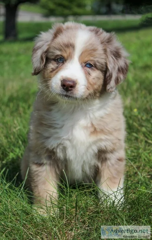 Robbie Male Australian Shepherd