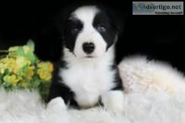 Benji Male Border Collie