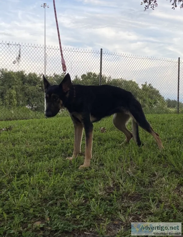German shepard