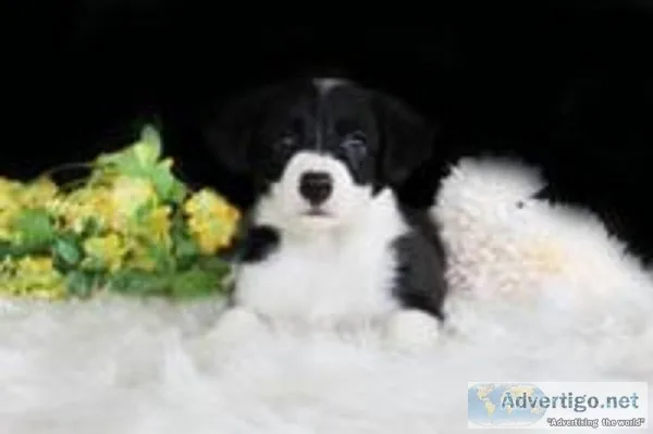 Victor Male Border Collie