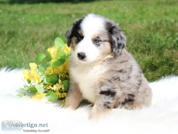 Knight Male Australian Shepherd