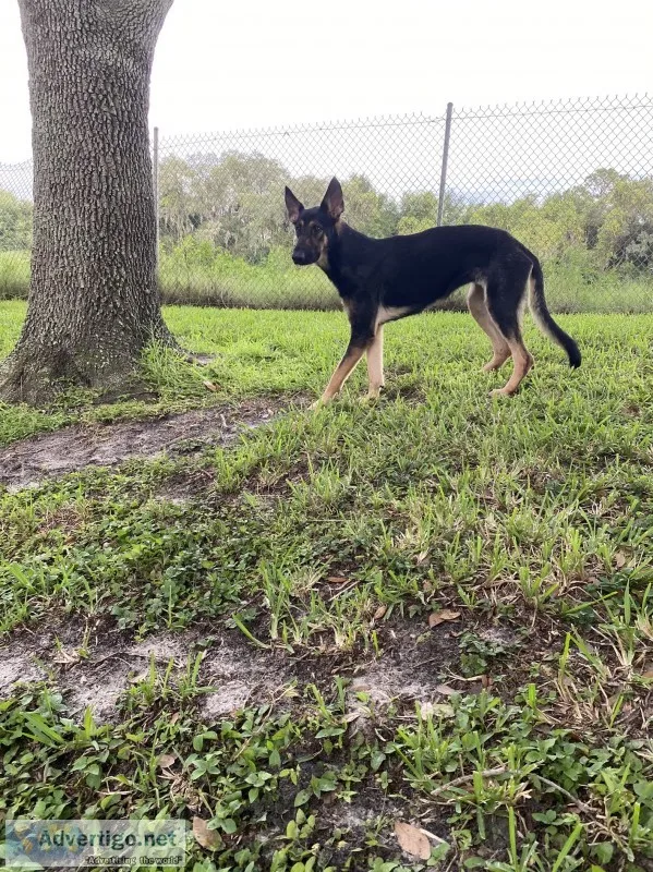 German shepard
