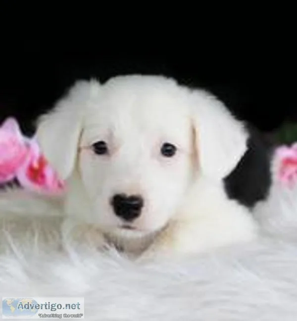 Moon Female Border Collie