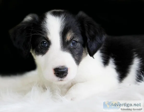 Cookie female Border Collie