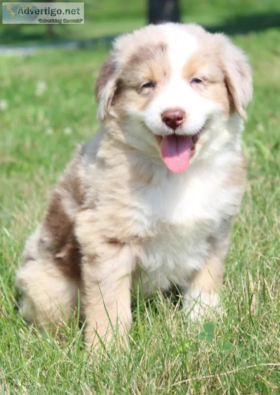Ronnie Male Australian Shepherd