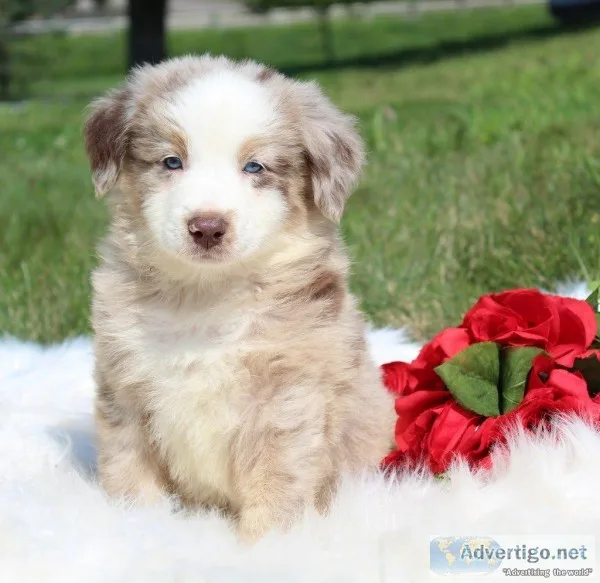 Ranger Male Australian Shepherd