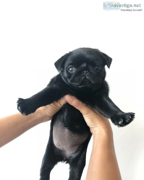 Tea cup pug puppies for sale