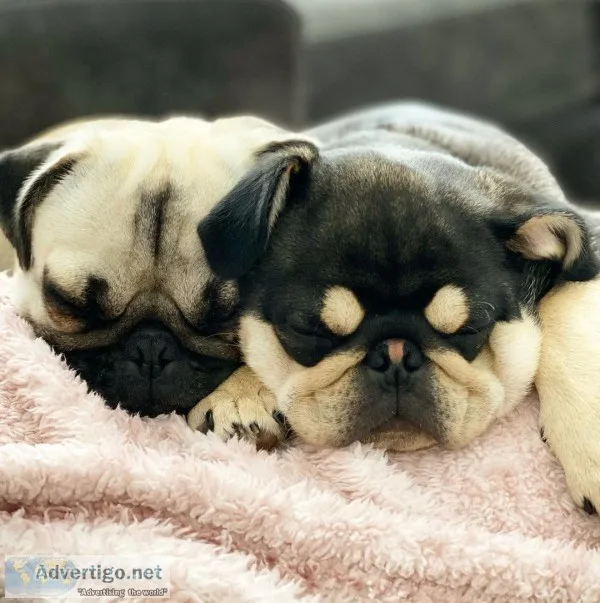 Tea cup pug puppies for sale