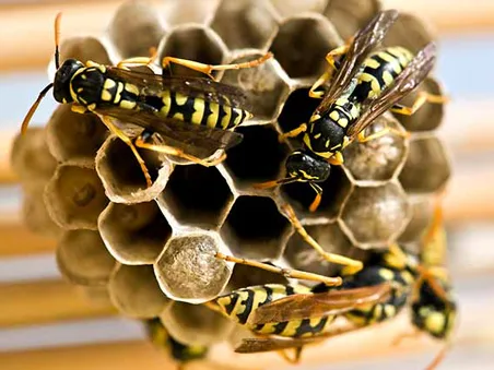 Best Wasp Control Service in Colorado Springs