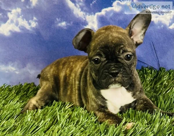 Josie Female Frenchton