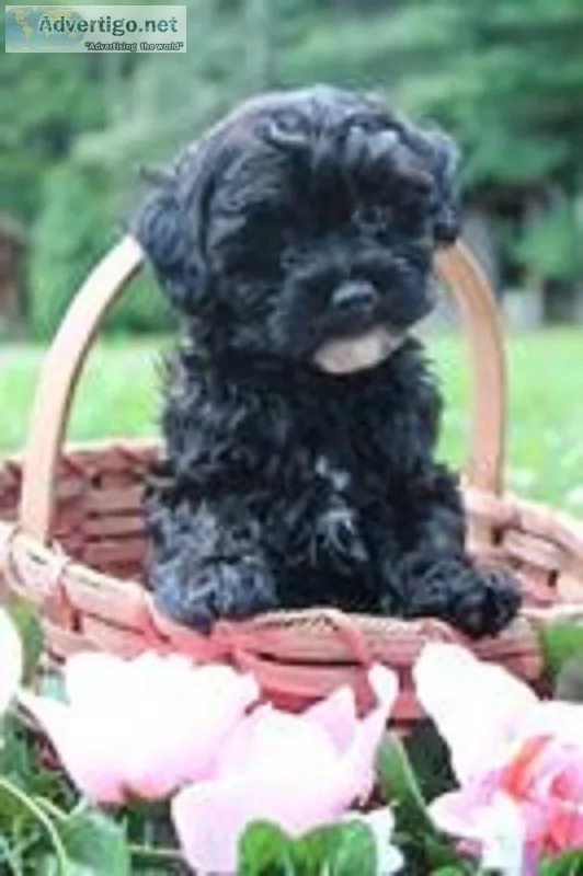 Roxy Female F1b Yorkiepoo
