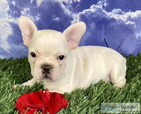Tinker Female Frenchton