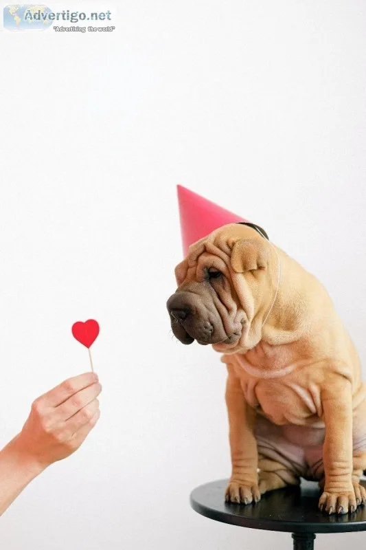 Long Term Pet Boarding Service in OKC USA