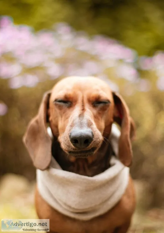 Long Term Pet Boarding place in OKC USA