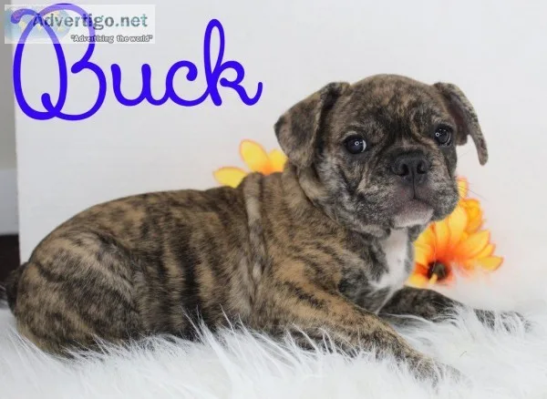 Buck