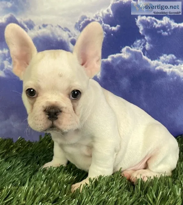 Klaus Male Frenchton