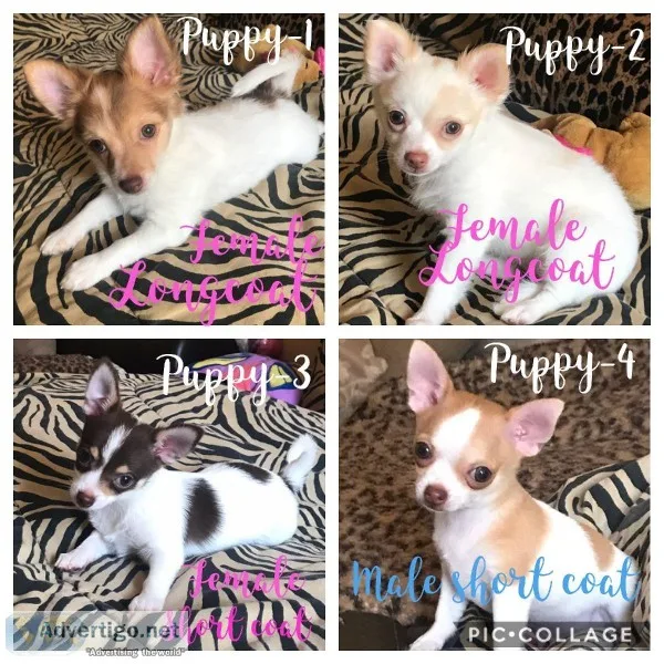 Beautiful chihuahua puppies