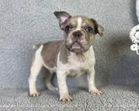 Dudley Male AKC French Bulldog