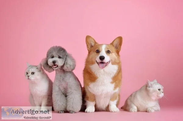 Book Now The Best Dog Sitter Service in OKC USA.