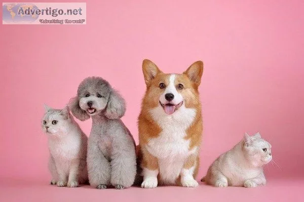 Find Best Doggie Day Care Service in OKC USA