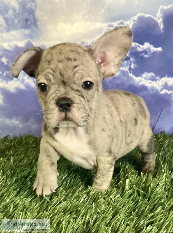 Timber Male Frenchton