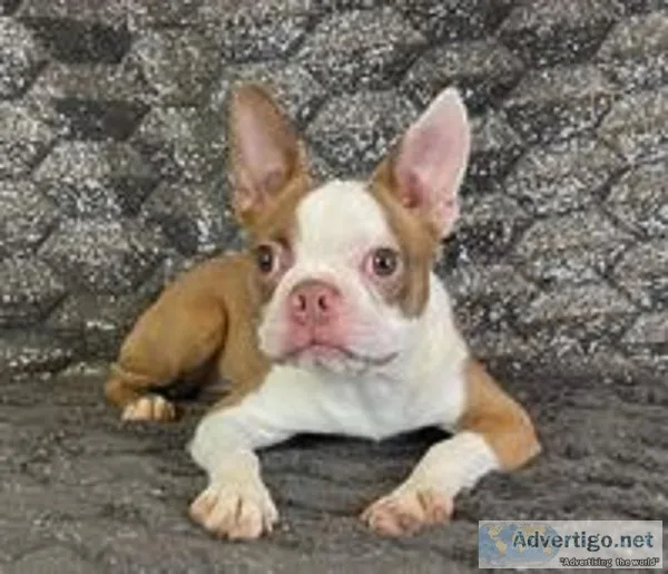 Precious Female Boston Terrier