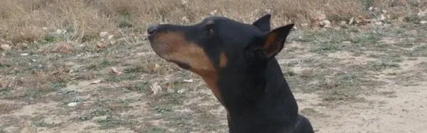 Ear Cropping and Its Need  Powell Veterinary Services