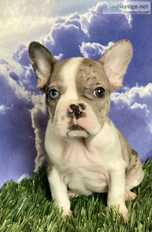 Zora Female Frenchton