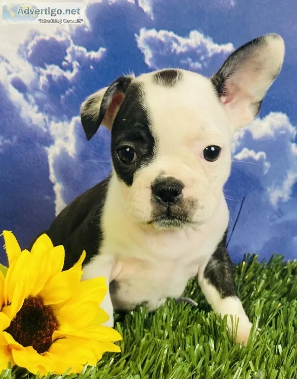 Nadia Female Frenchton