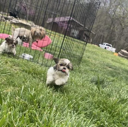 MaleFemales Shih Tzu puppies for sale