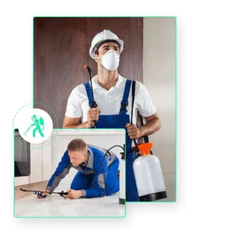 Pest Control Services Pimpama  Thepestandtermitecom pany.com.au