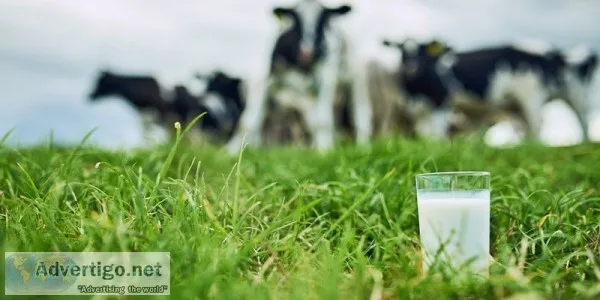 Fresh cow milk in chennai