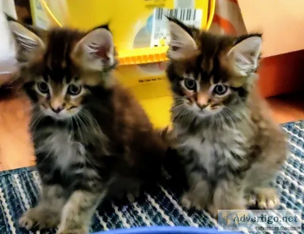 Purebred maine c--n kittens