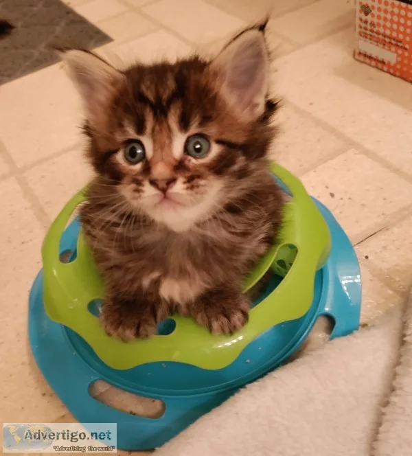Purebred maine c--n kittens