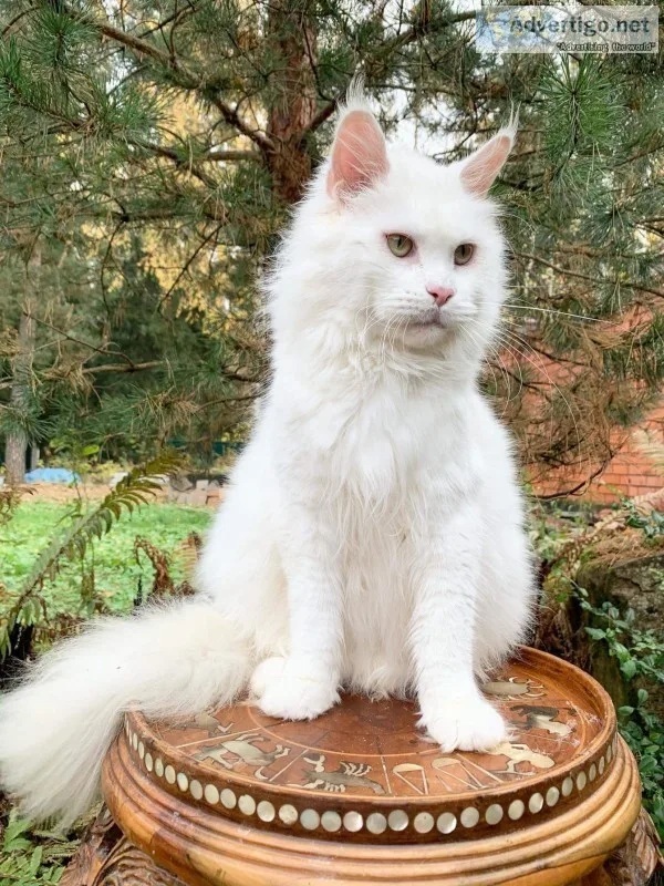 Purebred, all white maine coone