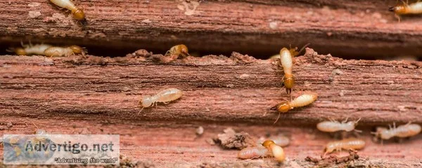 Pest control west Delhi
