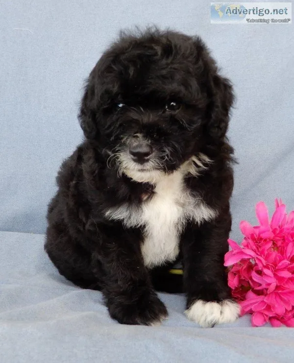 Ava Female Mini Sheepadoodle