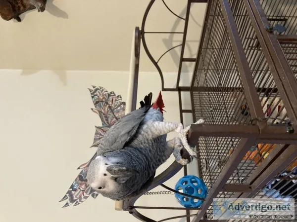 Congo african grey