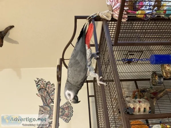 Congo african grey