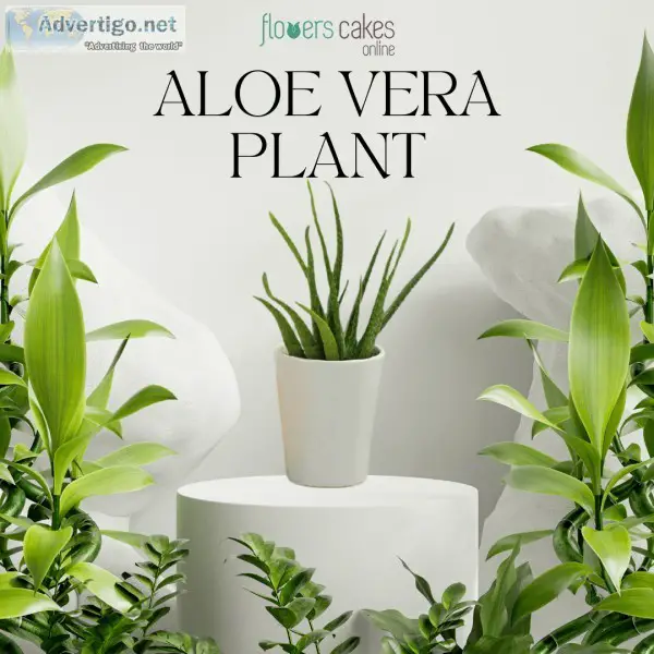 Send Plants to India  Plants Online in India  FlowersCakesOnline