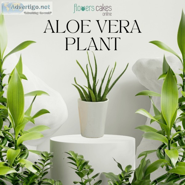 Send Plants to India  Plants Online in India  FlowersCakesOnline