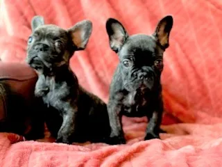 French bulldos
