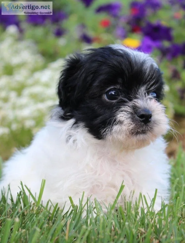 Daphne Female Shichon